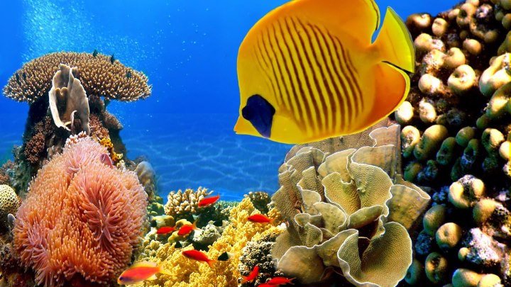 Коралловый риф 3D_ Подводный мир Египта. Удивительный фильм
