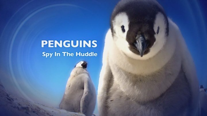 BBC. Пингвин: Шпион под прикрытием (1 серия.Путешествие) / 2013 / BDRip (720p)