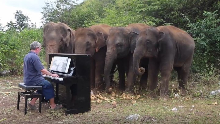 Бетховен слонам! Потрясающее видео!