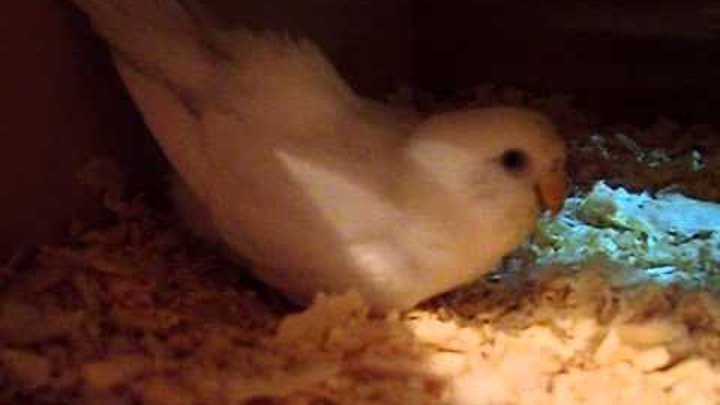 Самка волнистого попугая высиживает яйца
