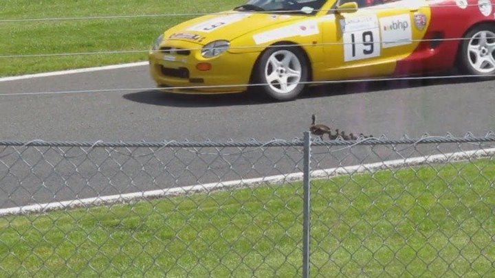 Утка с утятами пересекает гоночную трассу во время соревнования