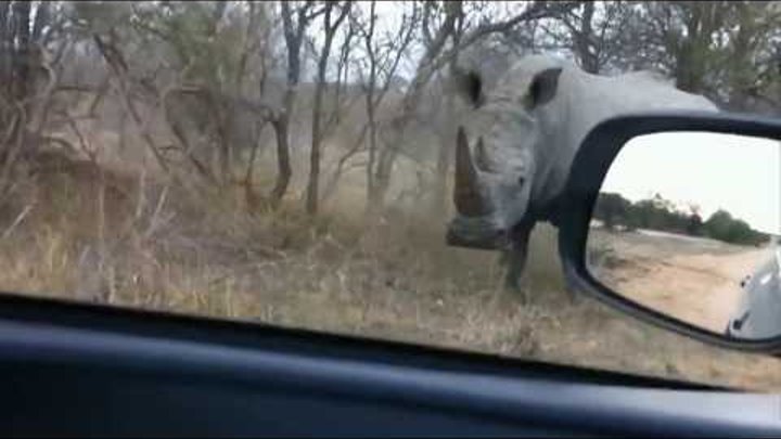 Носорог напал на машину | Rhino attacks car | Rhino vs car