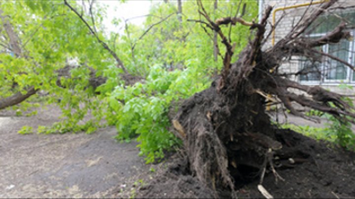 Вырвало с корнем — огромное дерево упало в Самаре на улице Физкульту ...