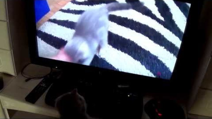 кот фунтик смотрит себя по телевизору...)))