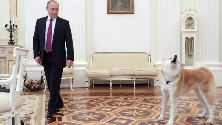 «Строгая собака» Путина по кличке Юмэ облаяла японских журналистов
