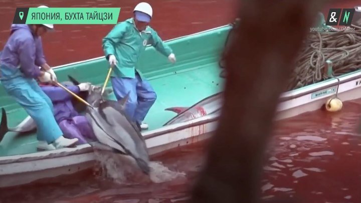 В японской бухте Тайцзи жестоко истребляют дельфинов