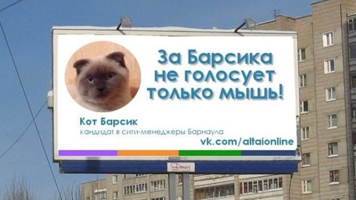 Кот Барсик из Барнаула поборется за пост президента