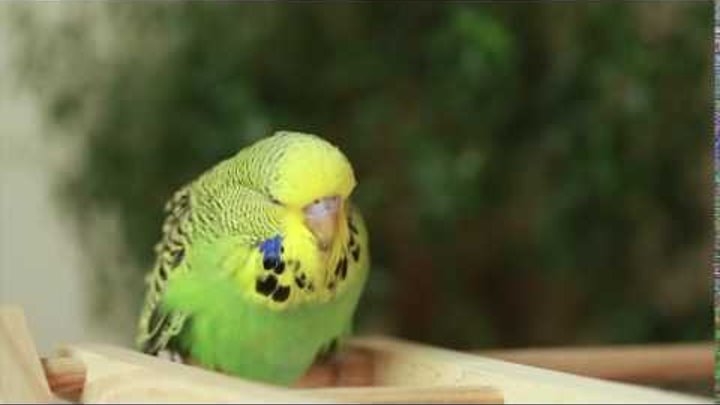 бк самка Выставочные волнистые попугаи.