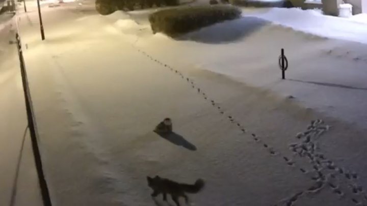 Встреча лисы и совы в зимнюю ночь.