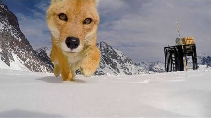 Fox Steals GoPro
