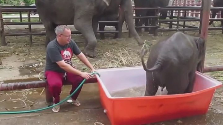 Маленький слоненок принимает ванну, Его попытки восхитительны