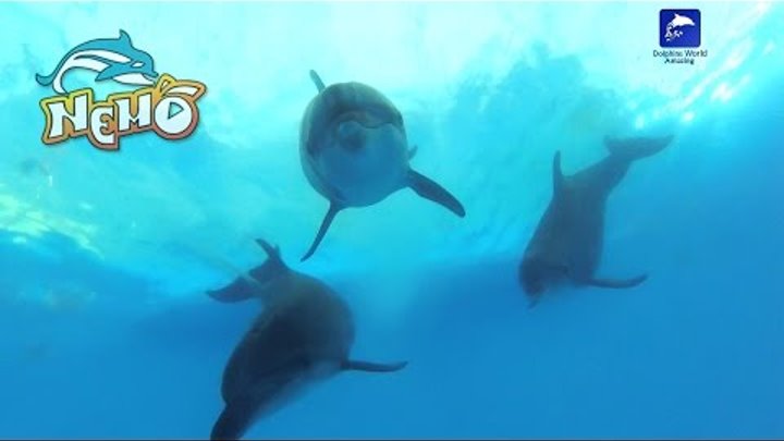 Dolphinarium Nemo Dolphins Bay Phuket