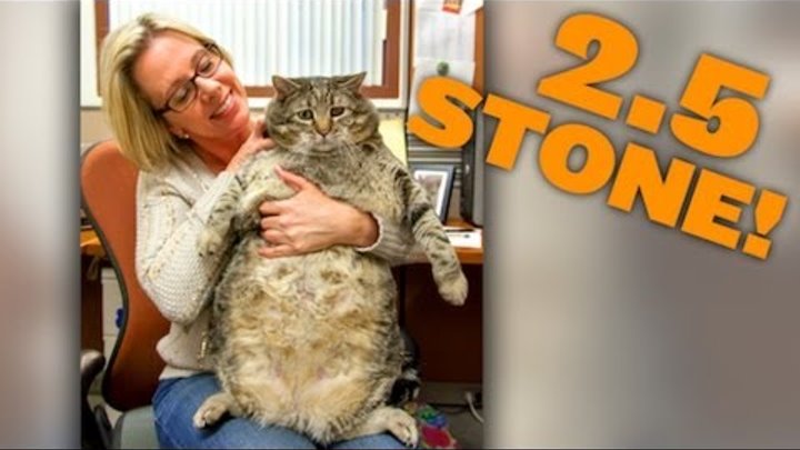 Meatball The Massive Moggy: 2.5 Stone Cat On Road To Recovery