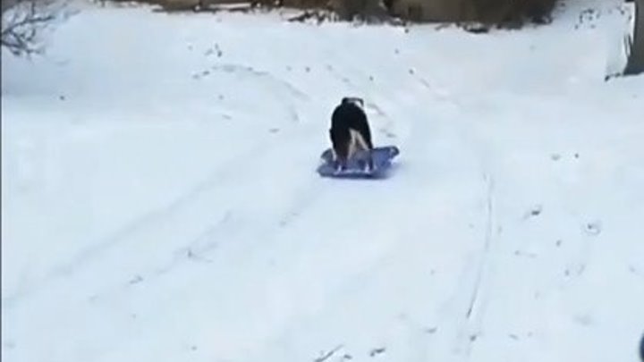 Какая умничка. Собака катается со снежной горки..