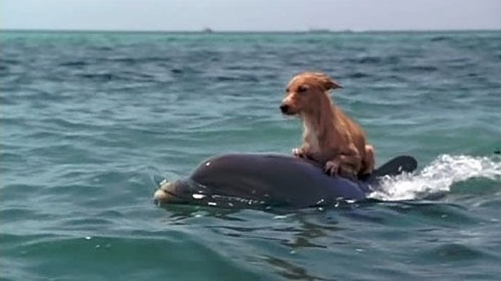 Дружба дельфина и собаки! Дельфин спас собаку от акулы... Очень позитивное видео.)))