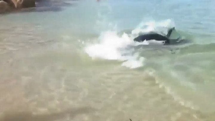 Морской лев на пляже ловит рыбу