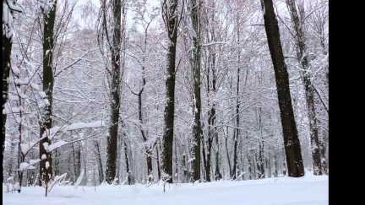 Киев - Зима - Снег - Красота - 22 января 2012 год
