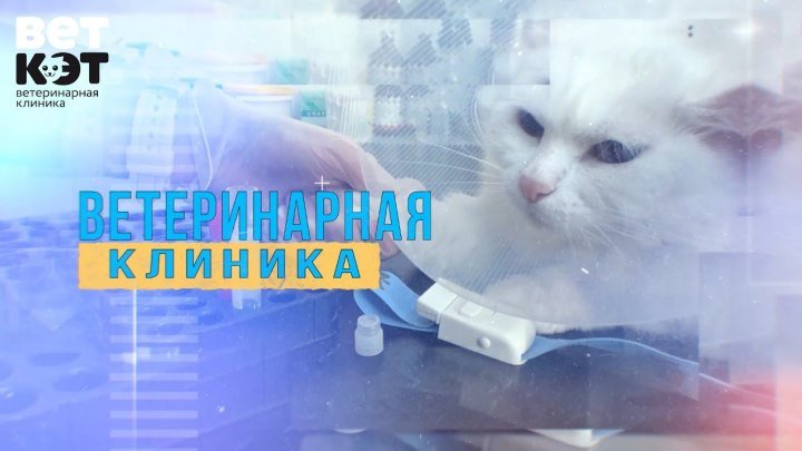 Ветеринарная клиника ВетКэт 2018