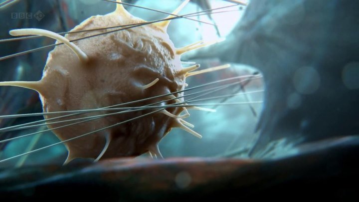 BBC: Внутренняя Вселенная: Тайная жизнь клетки (2012) Документальный