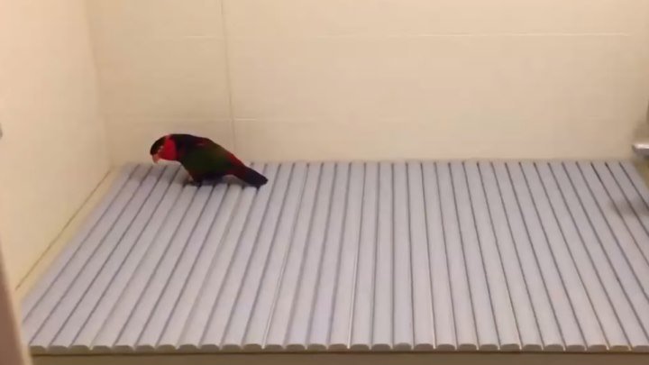 Попугай изучает новую поверхность.