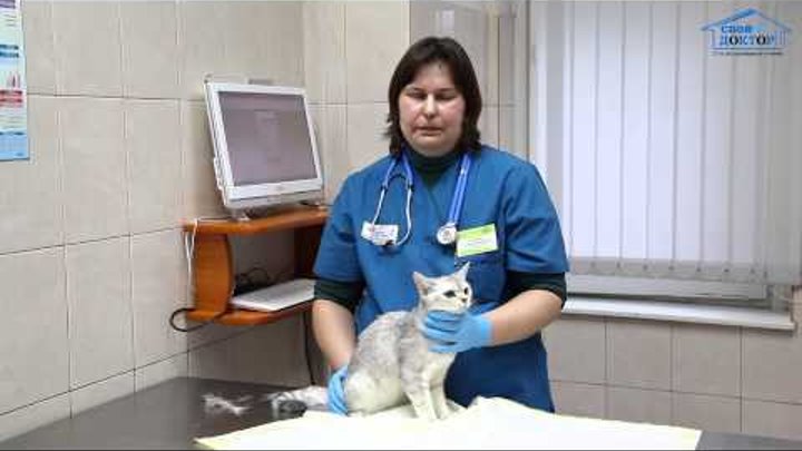 Ветеринарная клиника "Свой Доктор" Мочекаменная болезнь у кошек