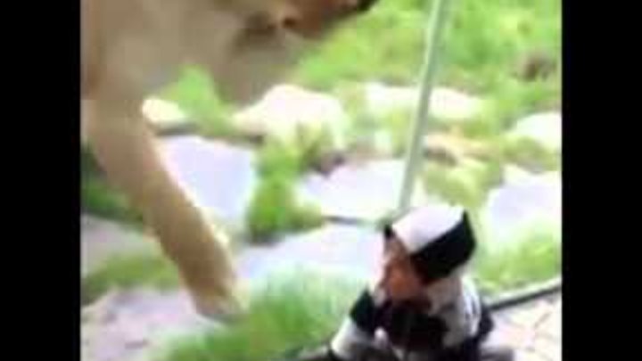 Lion tries to eat baby.