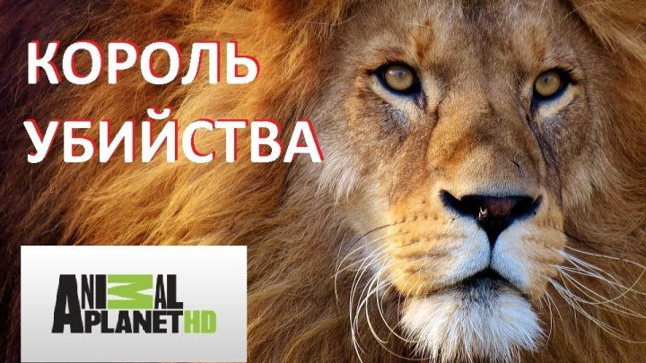 Короли убийства! Документальный фильм про львов в дикой природе! 1080 HD