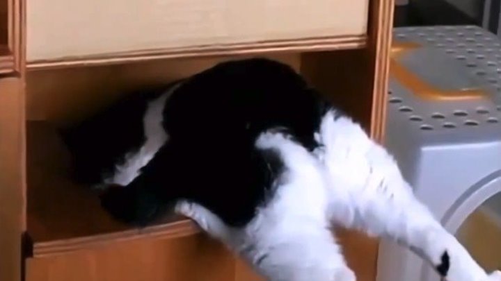 Толстый кот ЗАСТРЯЛ в шкафу...))