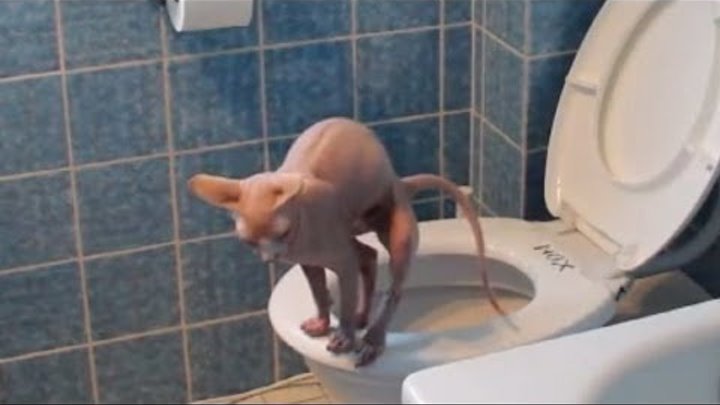 Katze geht aufs Klo. Automatische WC-Spülung selber bauen. Cat using toilet.