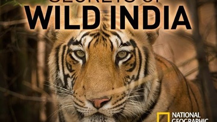 Тайны дикой природы Индии: Короли джунглей/ NG: Secrets of Wild India: Kings of The Jungle (2018) DOK-FILM.NET