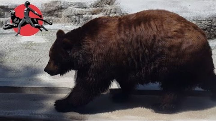 Медведи в Николаевском зоопарке. Белый и бурый медведь / Nikolaev Zoo Bears