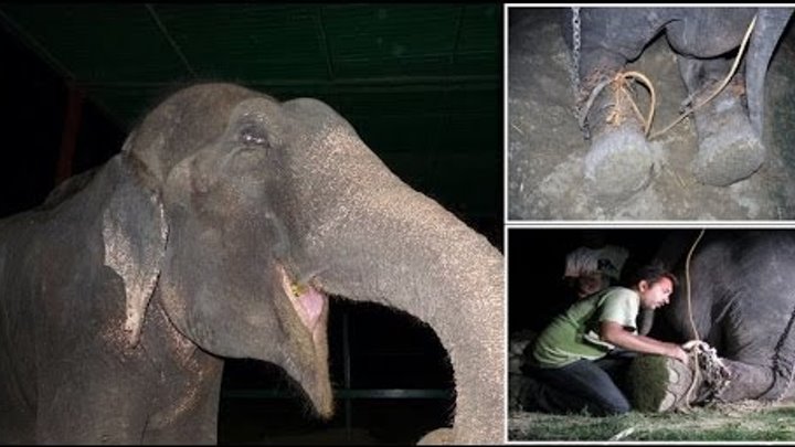50 years a Slave : Raju the Elephant cried tears of joy after being freed from suffering