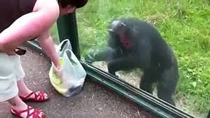 Шимпанзе простит пить и показывает, как передать ему вод