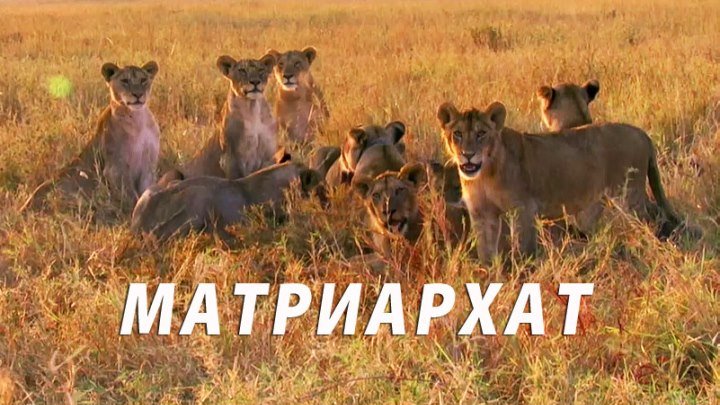 MATPИAPXAT (интересный фильм о самках животного мира, Nat Geo, 2OI8, HD)