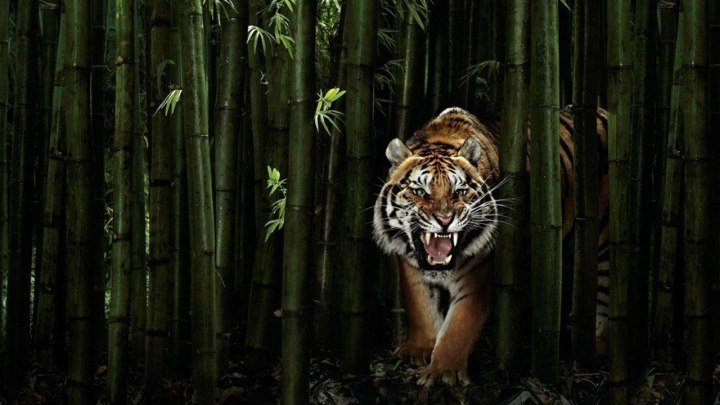 Джунгли_ Мир Животных и Дикой природы