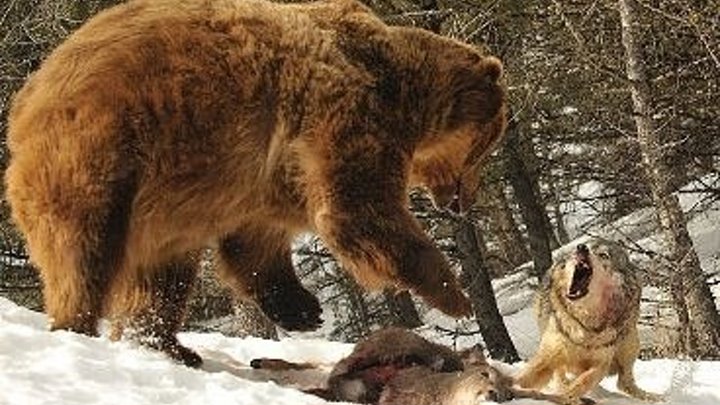 Волк против медведя 1080 (2018)