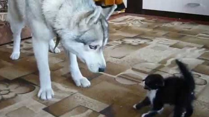 Хаски и котёнок . Первая встреча))))