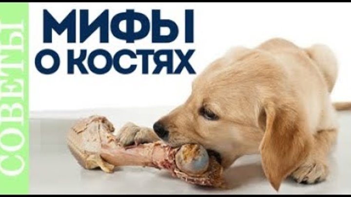 Можно ли щенку давать кости. Почему собакам нельзя кости. Какие кости нельзя давать собакам. Какие кости можно давать собаке.