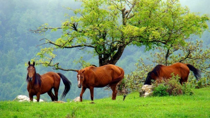 💮 Дикие лошади в национальном парке Аревик от Сирака Оганяна💮