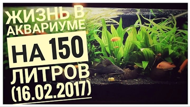 МОЙ АКВАРИУМ И ЕГО ОБИТАТЕЛИ! 150 ЛИТРОВ! Сезон 1 Серия 2