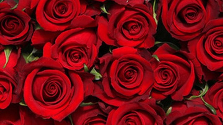 Mиллион алых роз на итальянском языке.