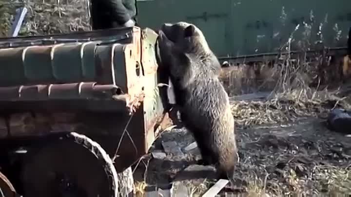 вахтовики сняли уникальное видео о невероятно добродушном диком медведе