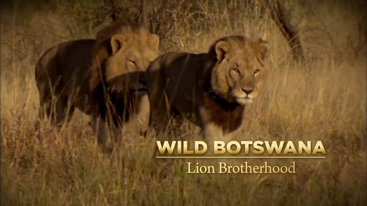 Дикая Ботсвана - Братство львов
