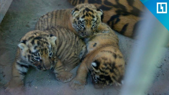 Амурские тигрята родились в Барнауле