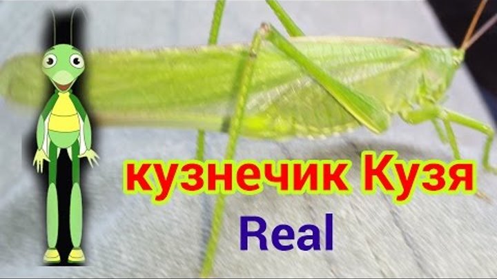 Кузнечик Кузя из Лунтика вживую HD #Grasshopper Kuzma of Luntik live