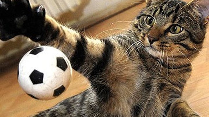 Этот кот срочно нужен нашей сборной по футболу