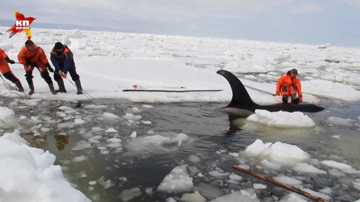 На Сахалине специалисты МЧС России спасли косаток, зажатых во льдах