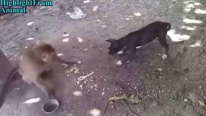 Собака против обезьяны -прикол- 😂