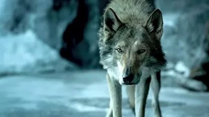 Волк-вожак (Ужасы, триллер) 2018
