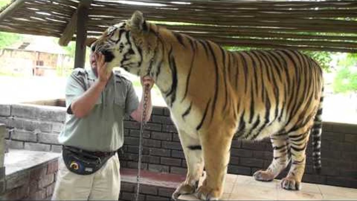 Feeding and Walking a Tiger